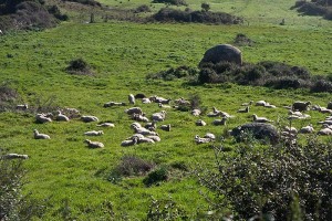 Sheep grazing in Vale de la Luna, Sardinia